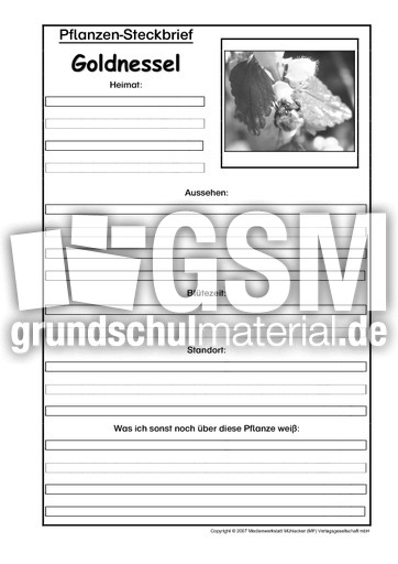 Pflanzensteckbrief-Goldnesse-Sw.pdf